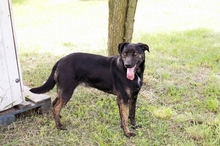 GORKA, Hund, Mischlingshund in Kroatien - Bild 1