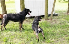 GORKA, Hund, Mischlingshund in Kroatien - Bild 3