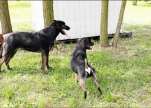 GORKA, Hund, Mischlingshund in Kroatien - Bild 5