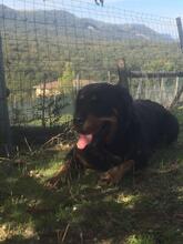 XENA, Hund, Rottweiler in Spanien - Bild 5