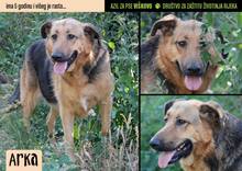 ARKA, Hund, Mischlingshund in Kroatien - Bild 1