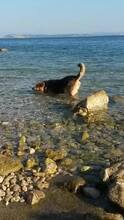 ARKA, Hund, Mischlingshund in Kroatien - Bild 10
