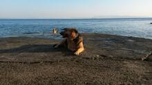 ARKA, Hund, Mischlingshund in Kroatien - Bild 11