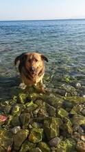 ARKA, Hund, Mischlingshund in Kroatien - Bild 2