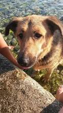 ARKA, Hund, Mischlingshund in Kroatien - Bild 3