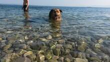 ARKA, Hund, Mischlingshund in Kroatien - Bild 4