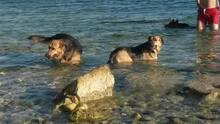 ARKA, Hund, Mischlingshund in Kroatien - Bild 5