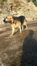 ARKA, Hund, Mischlingshund in Kroatien - Bild 6