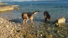 ARKA, Hund, Mischlingshund in Kroatien - Bild 7