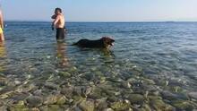 ARKA, Hund, Mischlingshund in Kroatien - Bild 9