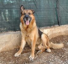 ROGER, Hund, Deutscher Schäferhund in Italien - Bild 2
