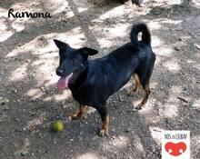 RAMONA, Hund, Mischlingshund in Kroatien - Bild 1