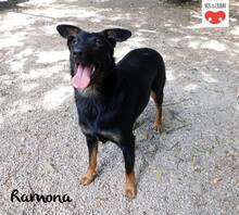 RAMONA, Hund, Mischlingshund in Kroatien - Bild 3