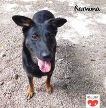 RAMONA, Hund, Mischlingshund in Kroatien - Bild 5