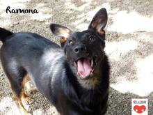 RAMONA, Hund, Mischlingshund in Kroatien - Bild 6