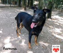 RAMONA, Hund, Mischlingshund in Kroatien - Bild 7