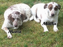 MARTA, Hund, Braque du Bourbonnais in Lichtenau - Bild 1