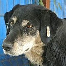 HERMINE, Hund, Mischlingshund in Welver - Bild 4