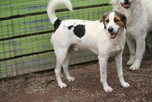 PEPE, Hund, Mischlingshund in Italien - Bild 2