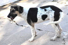 SYRIUS, Hund, Mischlingshund in Italien - Bild 3