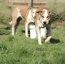 CHARLY, Hund, Mischlingshund in Felsberg-Beuern - Bild 12