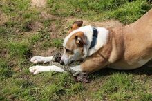 CHARLY, Hund, Mischlingshund in Felsberg-Beuern - Bild 19