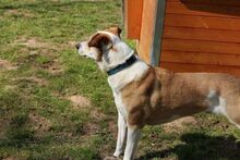 CHARLY, Hund, Mischlingshund in Felsberg-Beuern - Bild 20
