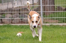 CHARLY, Hund, Mischlingshund in Felsberg-Beuern - Bild 5