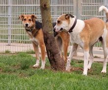 CHARLY, Hund, Mischlingshund in Felsberg-Beuern - Bild 6