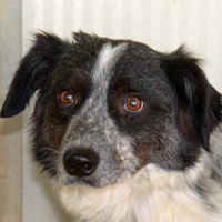 ZORRO, Hund, Mischlingshund in Italien - Bild 1