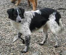 ZORRO, Hund, Mischlingshund in Italien - Bild 2