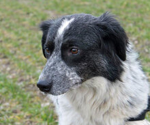 ZORRO, Hund, Mischlingshund in Italien - Bild 3