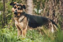 MEGGY, Hund, Mischlingshund in Slowakische Republik - Bild 1