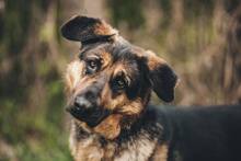 MEGGY, Hund, Mischlingshund in Slowakische Republik - Bild 2