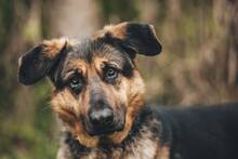 MEGGY, Hund, Mischlingshund in Slowakische Republik - Bild 4