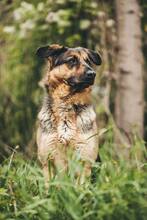 MEGGY, Hund, Mischlingshund in Slowakische Republik - Bild 5