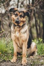 MEGGY, Hund, Mischlingshund in Slowakische Republik - Bild 6