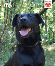FLEX, Hund, Mischlingshund in Kroatien - Bild 1
