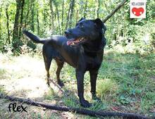 FLEX, Hund, Mischlingshund in Kroatien - Bild 2