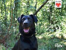 FLEX, Hund, Mischlingshund in Kroatien - Bild 3
