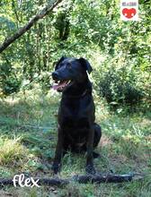 FLEX, Hund, Mischlingshund in Kroatien - Bild 4