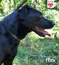 FLEX, Hund, Mischlingshund in Kroatien - Bild 5