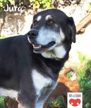 JURA, Hund, Mischlingshund in Kroatien - Bild 1