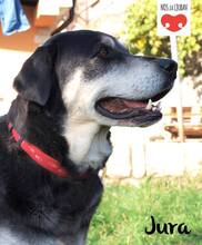 JURA, Hund, Mischlingshund in Kroatien - Bild 3