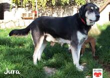 JURA, Hund, Mischlingshund in Kroatien - Bild 4