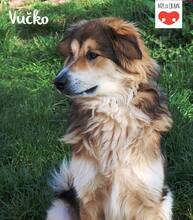 VUCKO, Hund, Mischlingshund in Kroatien - Bild 1