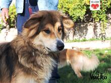 VUCKO, Hund, Mischlingshund in Kroatien - Bild 2