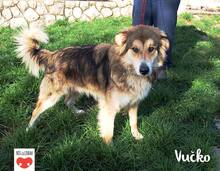 VUCKO, Hund, Mischlingshund in Kroatien - Bild 3