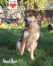 VUCKO, Hund, Mischlingshund in Kroatien - Bild 4