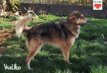 VUCKO, Hund, Mischlingshund in Kroatien - Bild 5